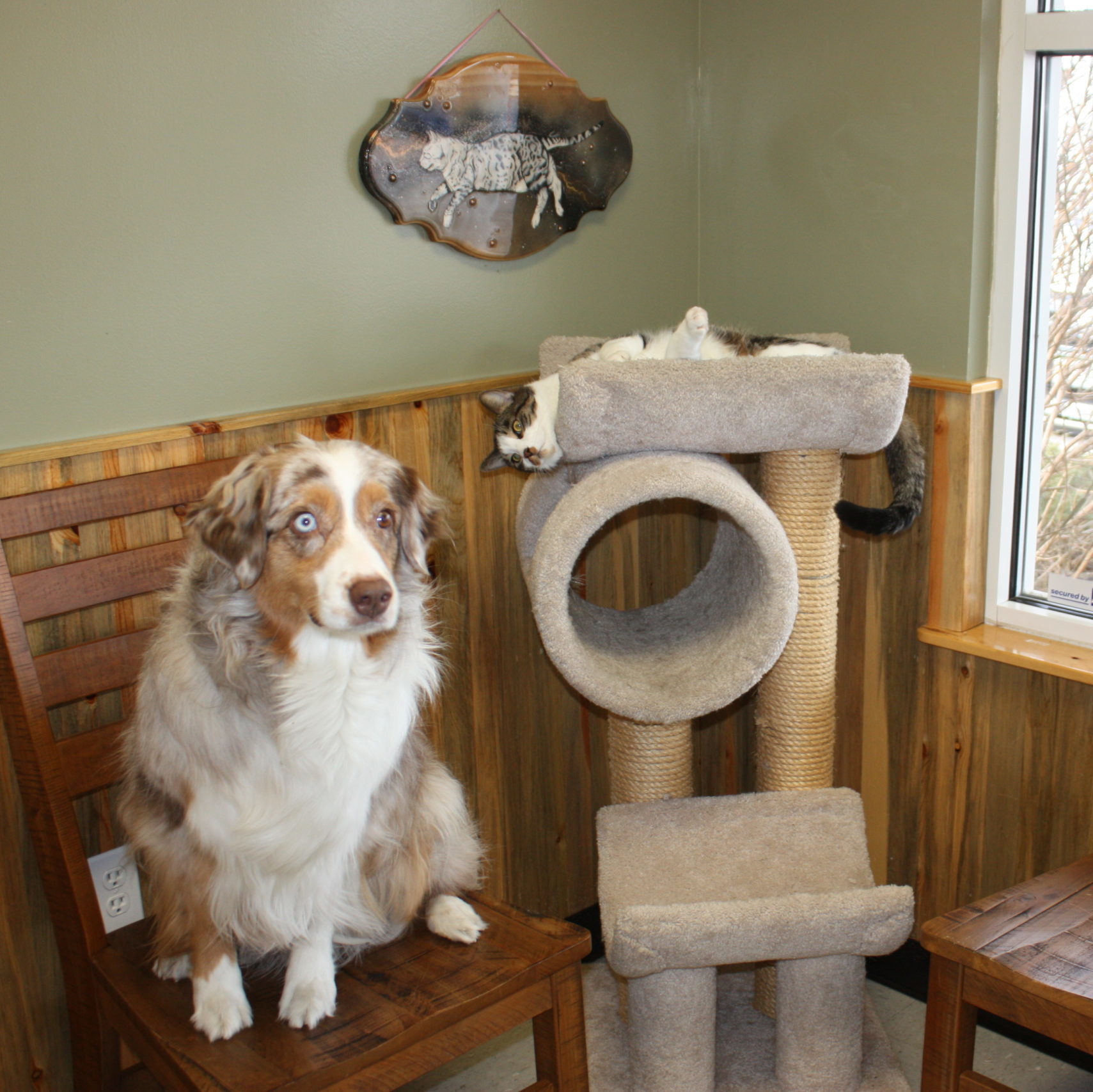 Veterinarian in Windsor The Vets Animal Hospital