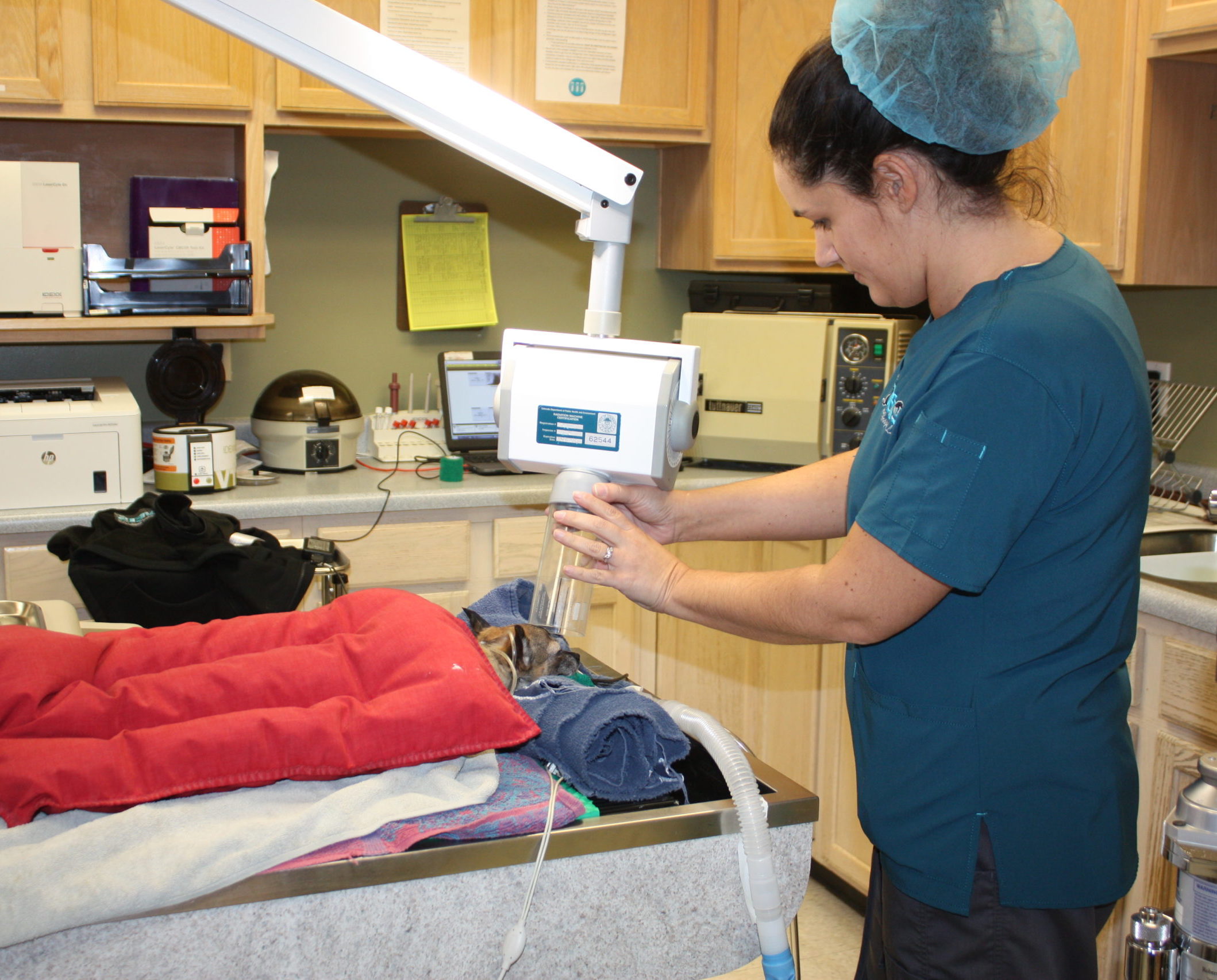 Veterinarian in Windsor The Vets Animal Hospital