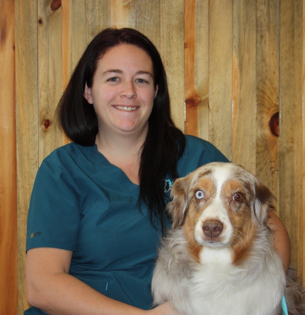 Veterinarian in Windsor The Vets Animal Hospital
