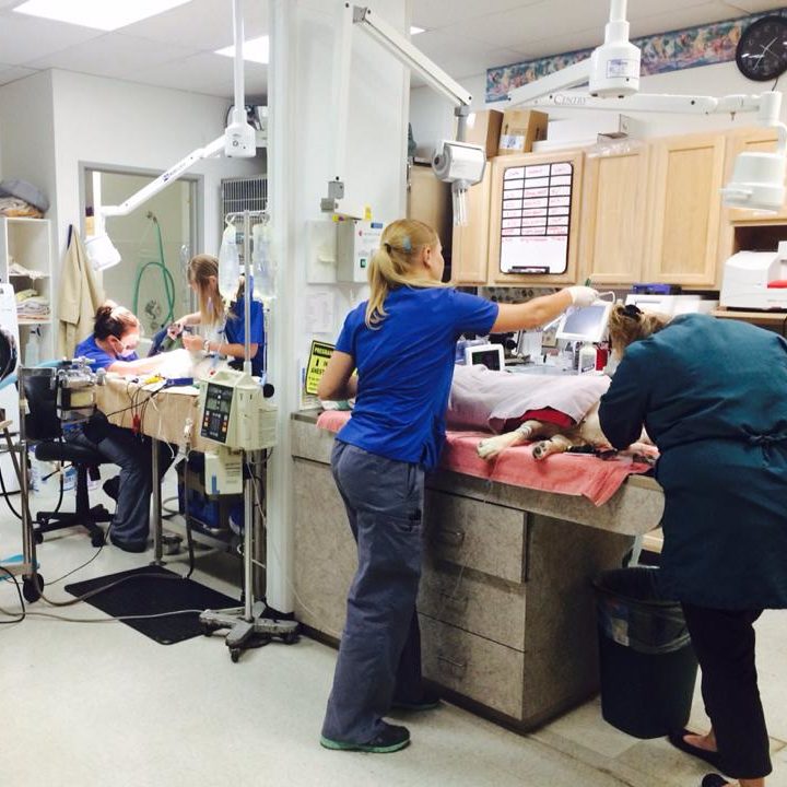 Dr. Carson Veterinary Team The Vets Animal Hospital