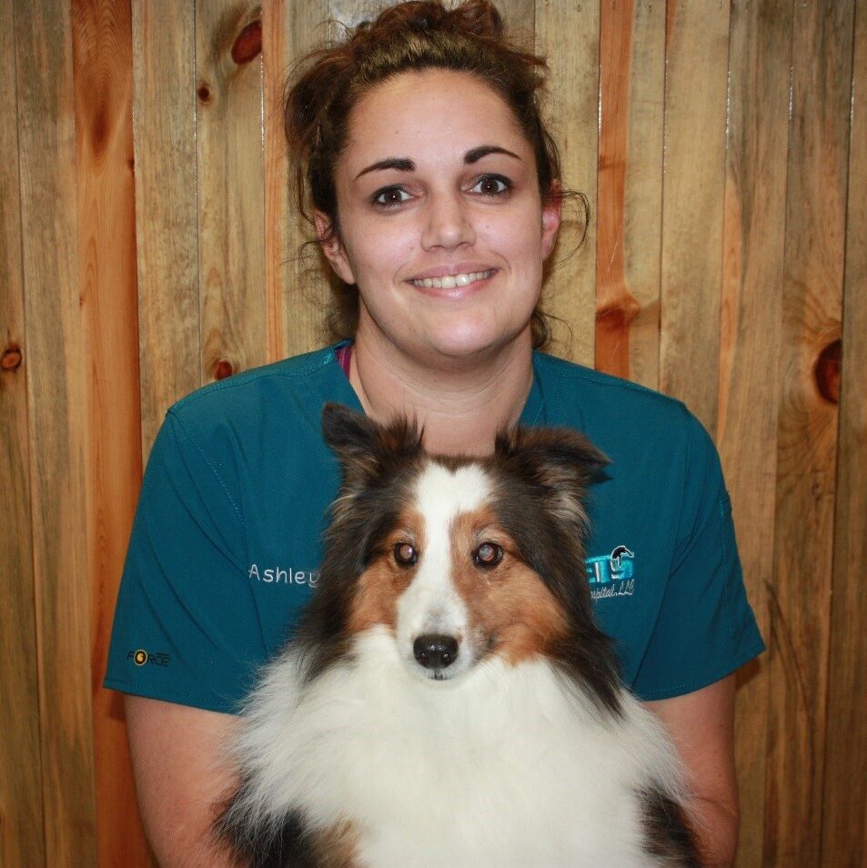 Veterinarian in Windsor The Vets Animal Hospital